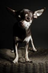 chocolate chihuahua portrait