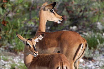 Impala Antilopen