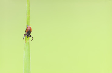 Little tick on a green plant straw