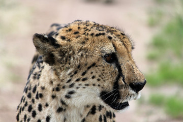 Gepard, Portrait, Acinonyx jubatus