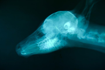x ray picture of wild animal