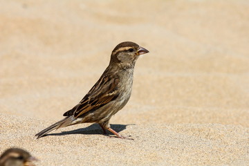 Sparrow
