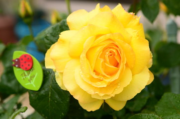 黄色いバラ