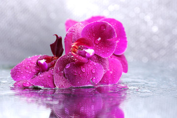 Beautiful blooming orchid with water drops