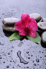 Obraz na płótnie Canvas Composition with beautiful blooming orchid with water drops and