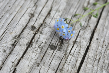 flower forget-me