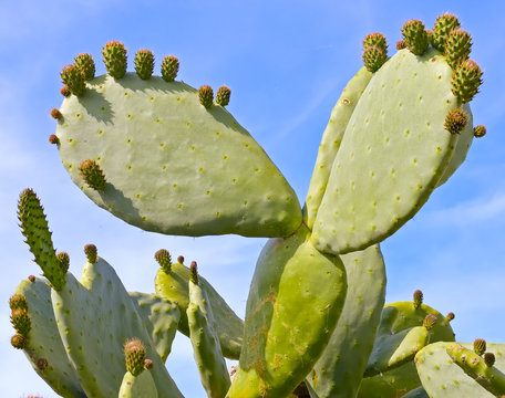 Prickly pear cactus, one with a bud, in the sunlight.