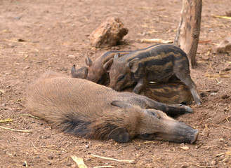 wild boar feeding their baby