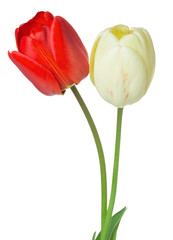red and white tulips on a white background