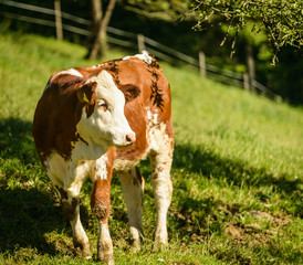 Calf on a meadow