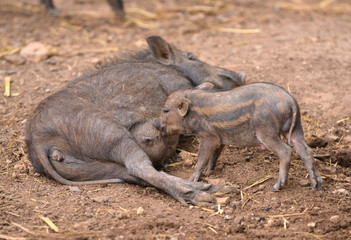 wild boar feeding their baby