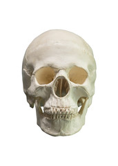 Human skull model isolated on white background
