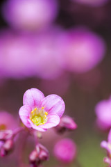 Pink flower blossom close up