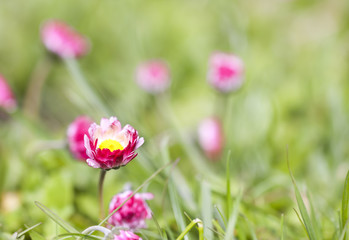 Pink daisy flowers grow in the garden