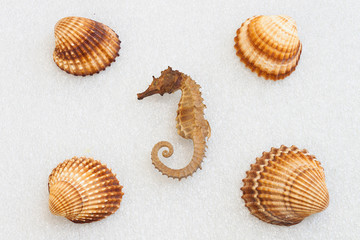 Conchiglie di mare © carlofornitano66