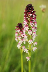 Neotinea ustulata (burnt-tip orchid)