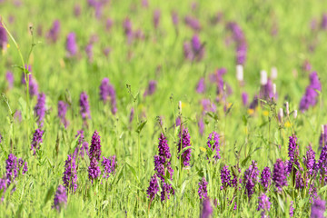 Geflecktes Knabenkraut