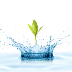 Water splash with leaf growing