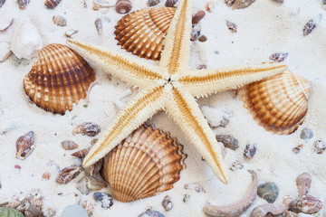 Conchiglie di mare