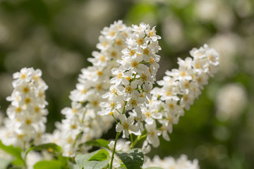 bird cherry in spring closeup