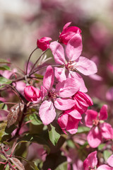 pink flowers in spring