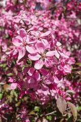 apple pink flowers in spring