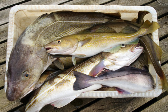 Fresh Cod Fish In Boat Container