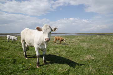 Cattle at coastal pastureland