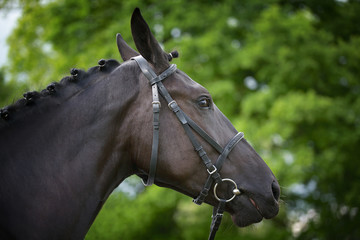Profil konia czystej krwi © Patryk Michalski