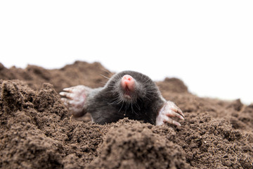 neugieriger Maulwurf