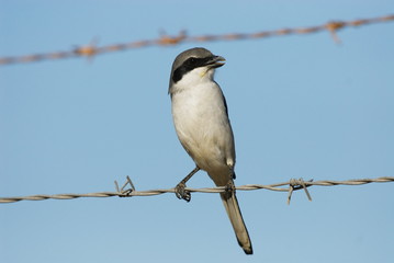 Raubwürger (Lanius excubitor)