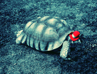 Tortoise wearing a hat