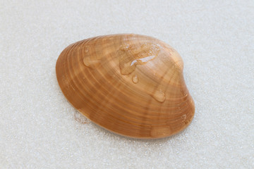 Conchiglie di mare © carlofornitano66
