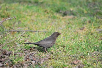 Obraz premium Blackbird