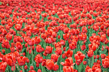 Red tulips