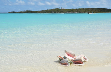 Fototapeta na wymiar Conches on the beach. Exuma, Bahamas