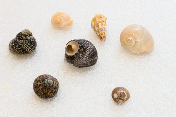 Conchiglie di mare © carlofornitano66