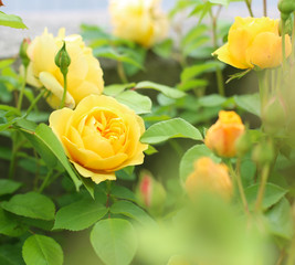 Yellow garden roses