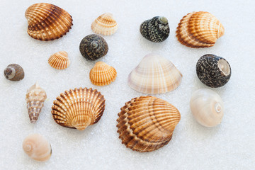 Conchiglie di mare