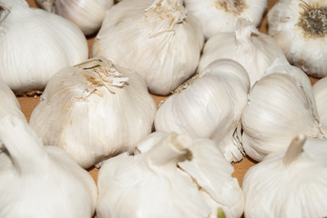 Garlic Heads
