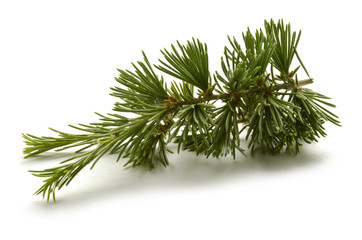 Pinus Pine Pin Kiefern Sosna Сосна Çam סאסנע