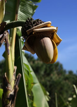 Le bananier en fleur.