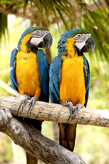 Parrots