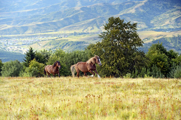 Horse on a background of mountain