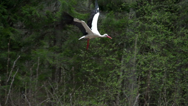 A white stork spreading its wings