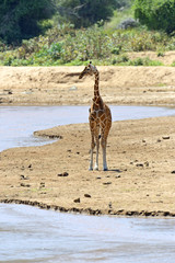 African Giraffes