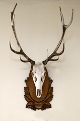 hunting trophy