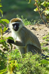 Vervet Monkey