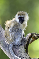Green monkey