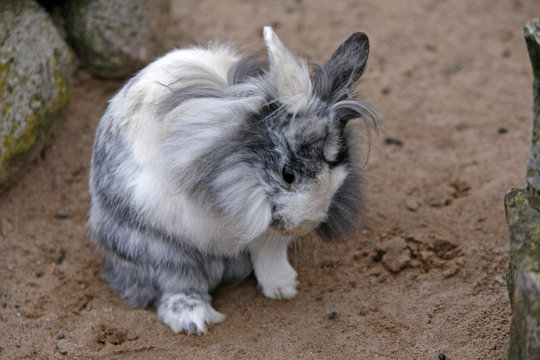 Kaninchen